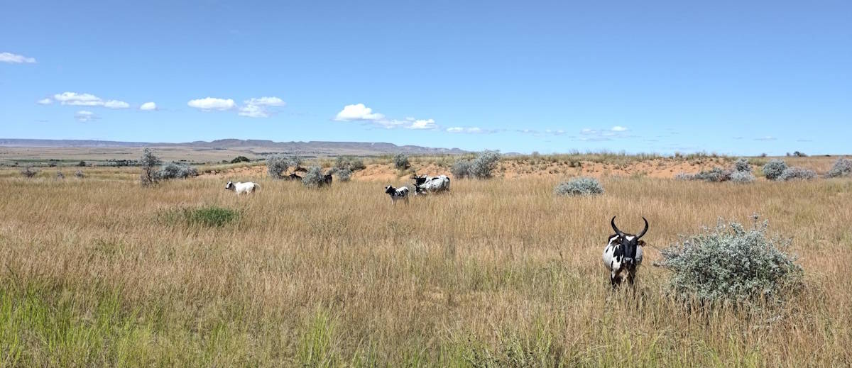 Zebu grazing in a pasture