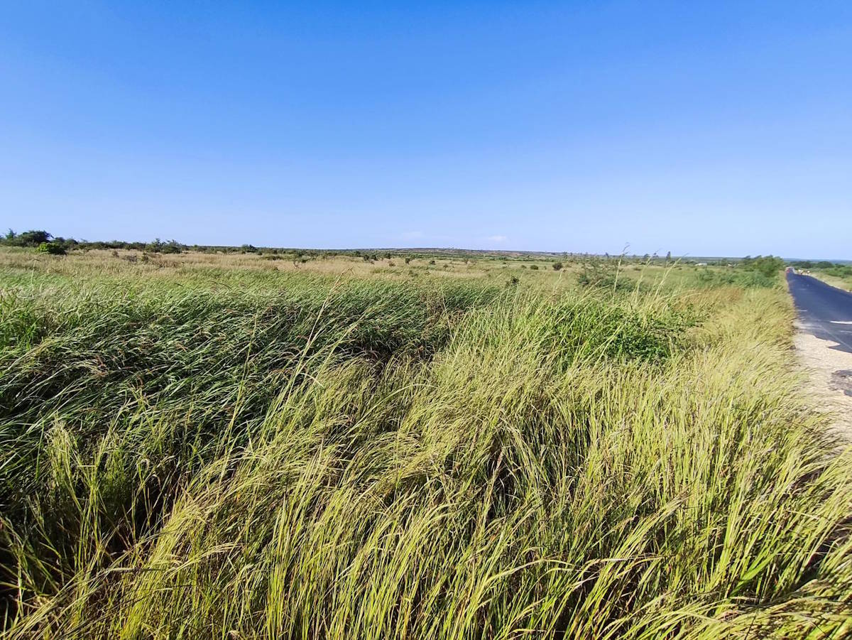 long grass by a road