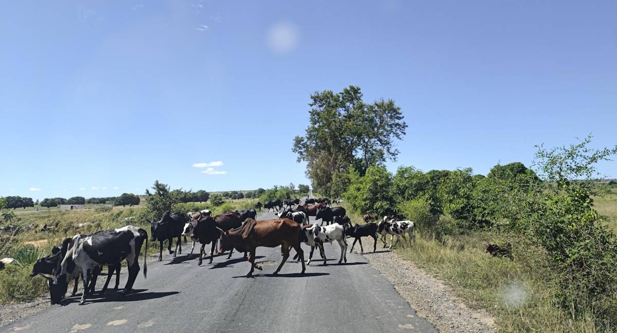 A herd of zebu crossing a tarmac road bordered by shrubs and grassland.